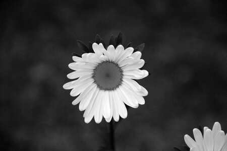 Tenderness bouquet nature photo