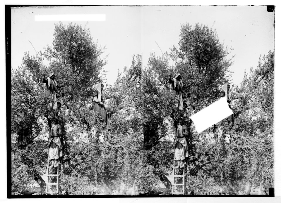 Costumes, characters, etc. Beating down olives LOC matpc.05620