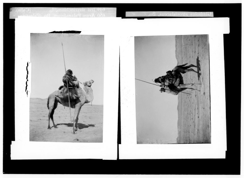 Costumes, characters, etc. Bedouin spearman, with water skins on camel ; Bedouin warrior on camel-back LOC matpc.01308