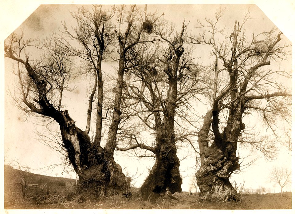 Crupi, Giovanni (1849-1925) - Il Castagno dei Cento Cavalli