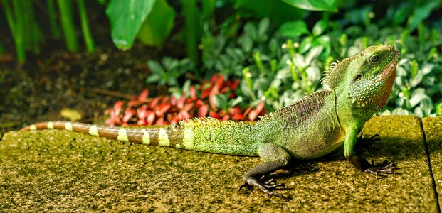 Lizard kew gardens london photo