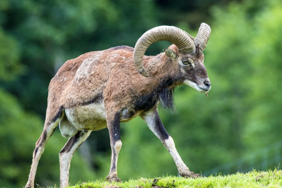 Mountains nature alpine ibex