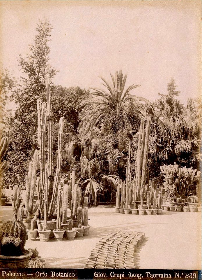 Crupi, Giovanni (1849-1925) - n. 0239 - Palermo - Orto botanico