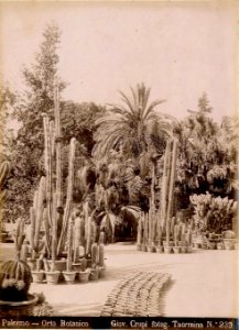Crupi, Giovanni (1849-1925) - n. 0239 - Palermo - Orto botanico