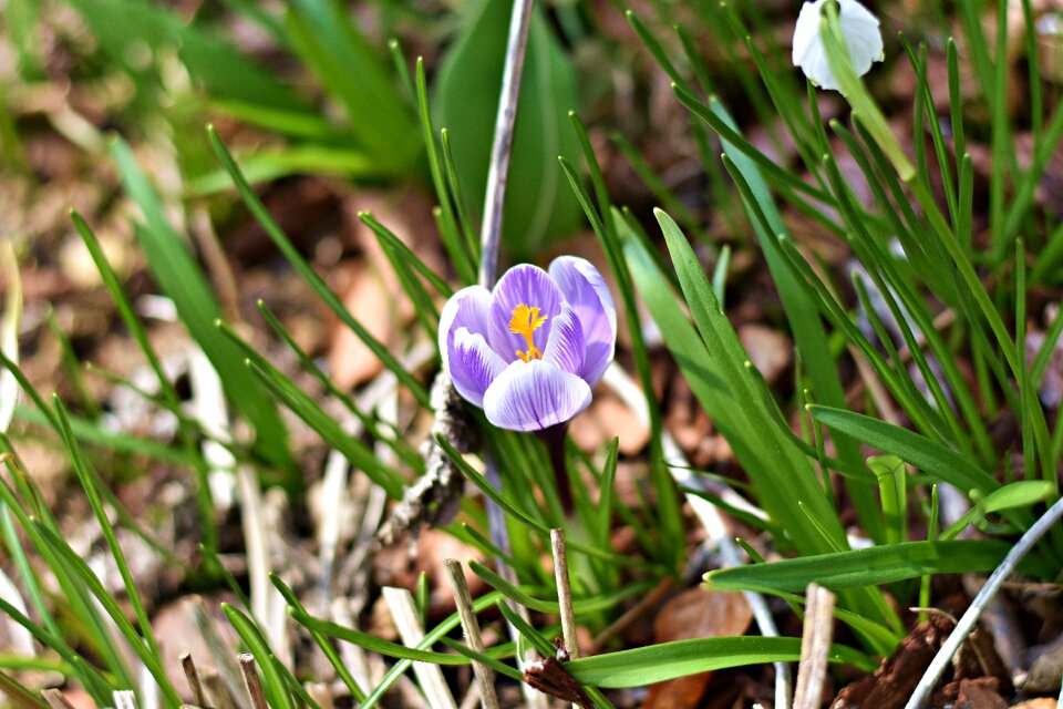 Season leaf grass
