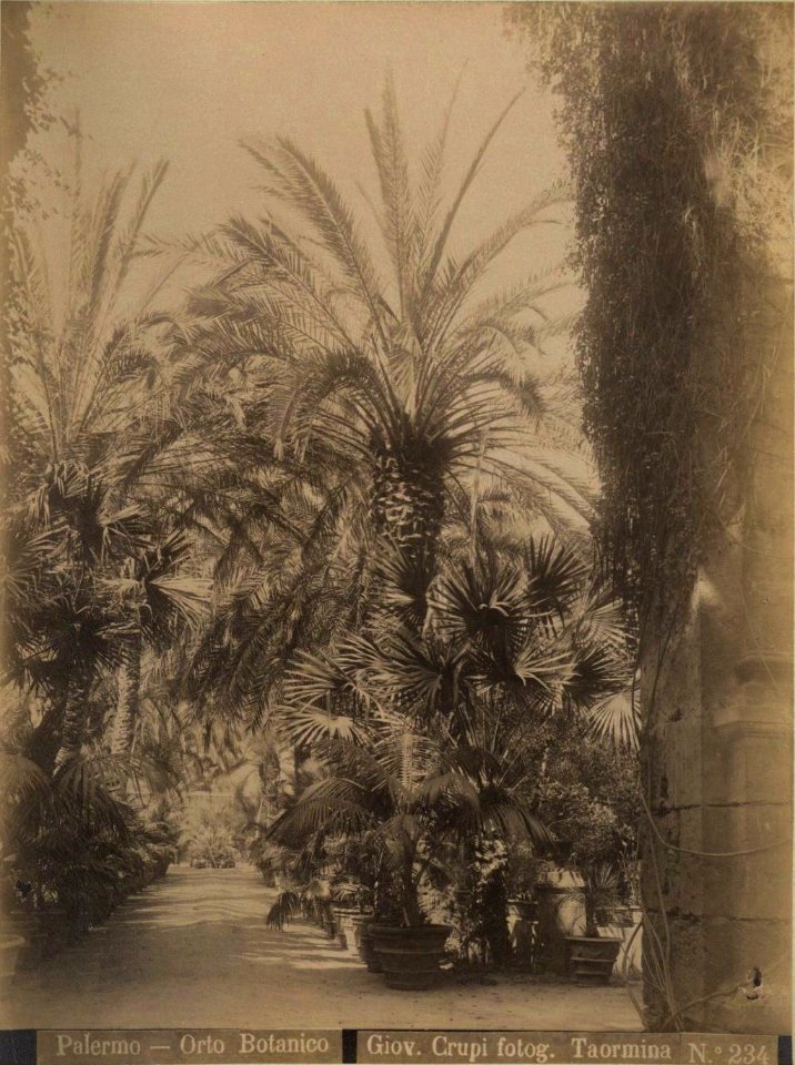Crupi, Giovanni (1849-1925) - n. 0234 - Palermo - Orto botanico
