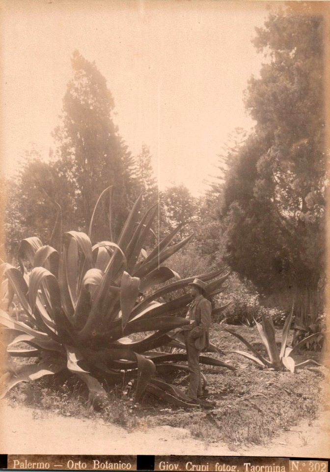 Crupi, Giovanni (1849-1925) - n. 0302 - Palermo - Orto botanico