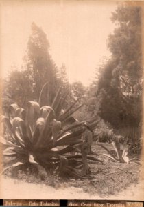 Crupi, Giovanni (1849-1925) - n. 0302 - Palermo - Orto botanico