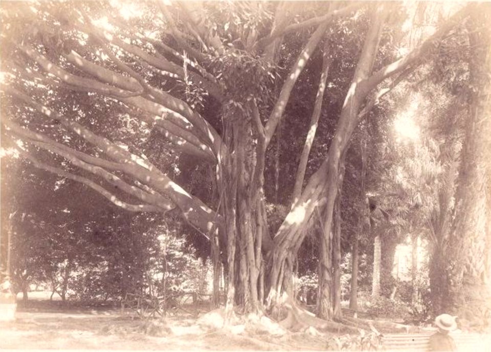 Crupi, Giovanni (1849-1925) - n. 0358 - Palermo - Orto botanico - Cm 25X20 - Delcampe