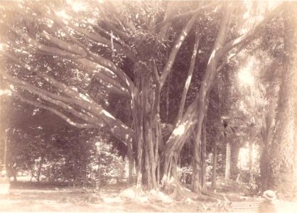 Crupi, Giovanni (1849-1925) - n. 0358 - Palermo - Orto botanico - Cm 25X20 - Delcampe