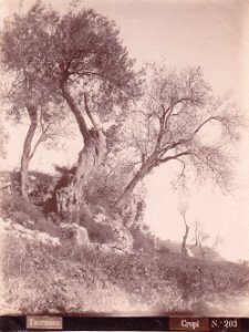 Crupi, Giovanni (1849-1925) - n. 0203 - Taormina