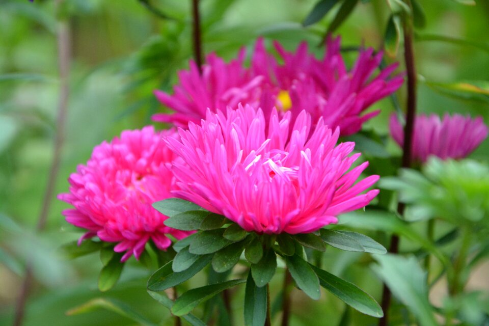 Summer flowers green leaves plant