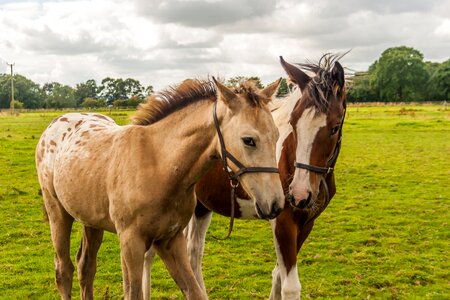 Fillies equine young