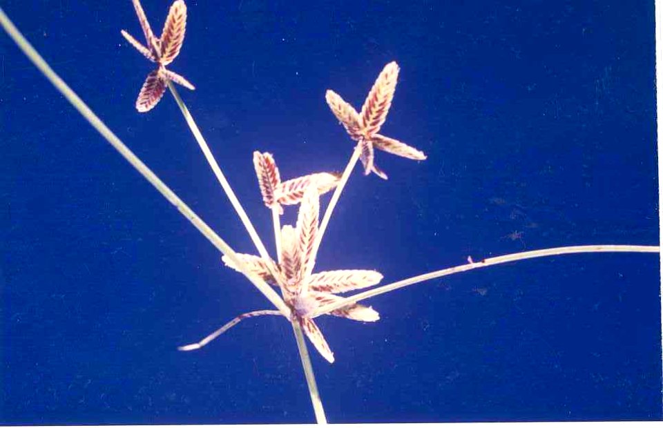Cyperus bipartitus synonym Cyperus rivularis