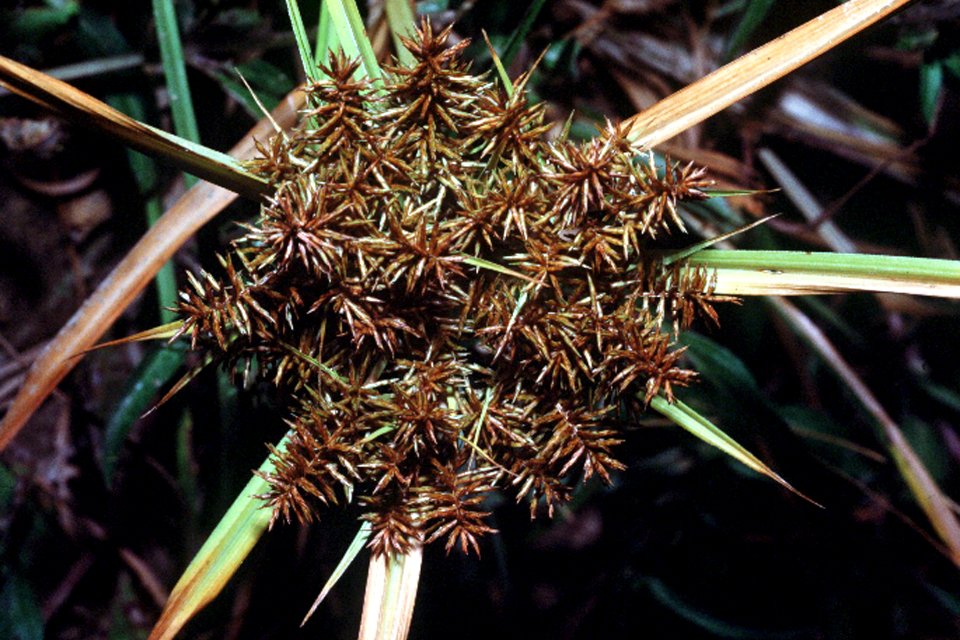 Cyperus erythrorhizos NRCS-1