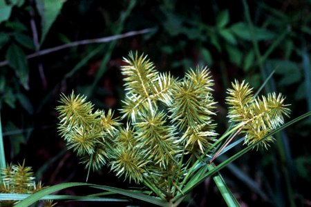 Cyperus strigosus NRCS-1