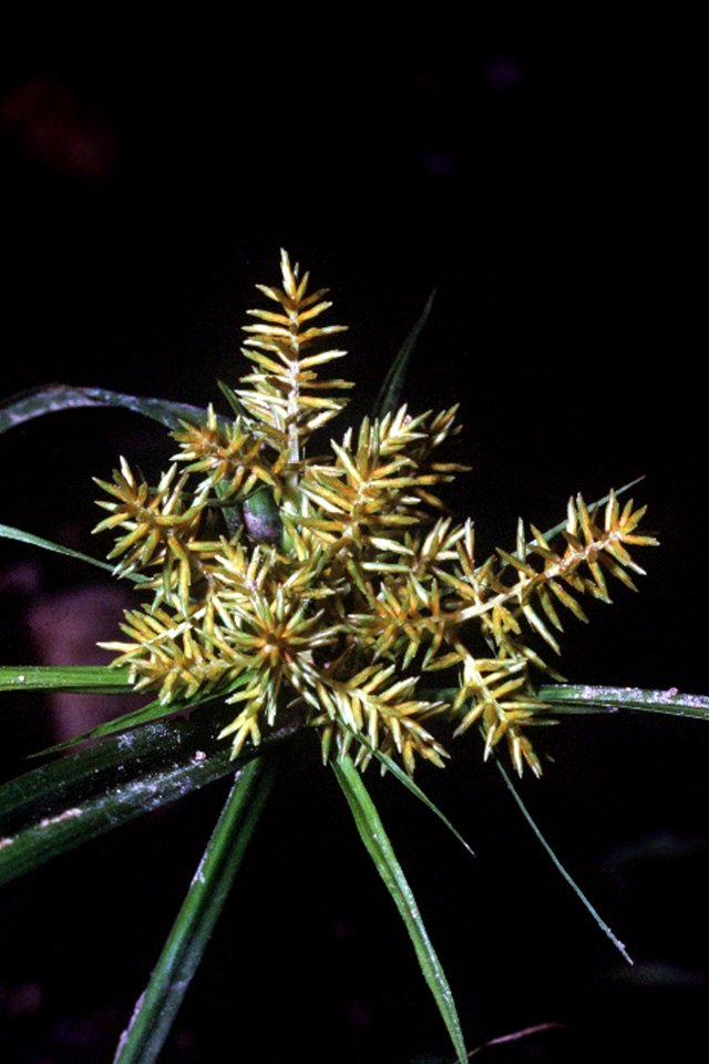 Cyperus esculentus NRCS-1