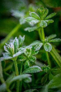 Detail macro leaves photo