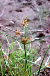 Cyperus odoratus NRCS-1