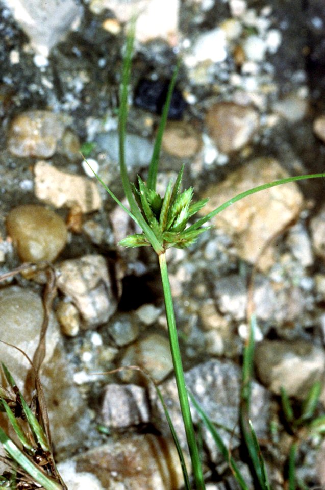 Cyperus compressus NRCS-1