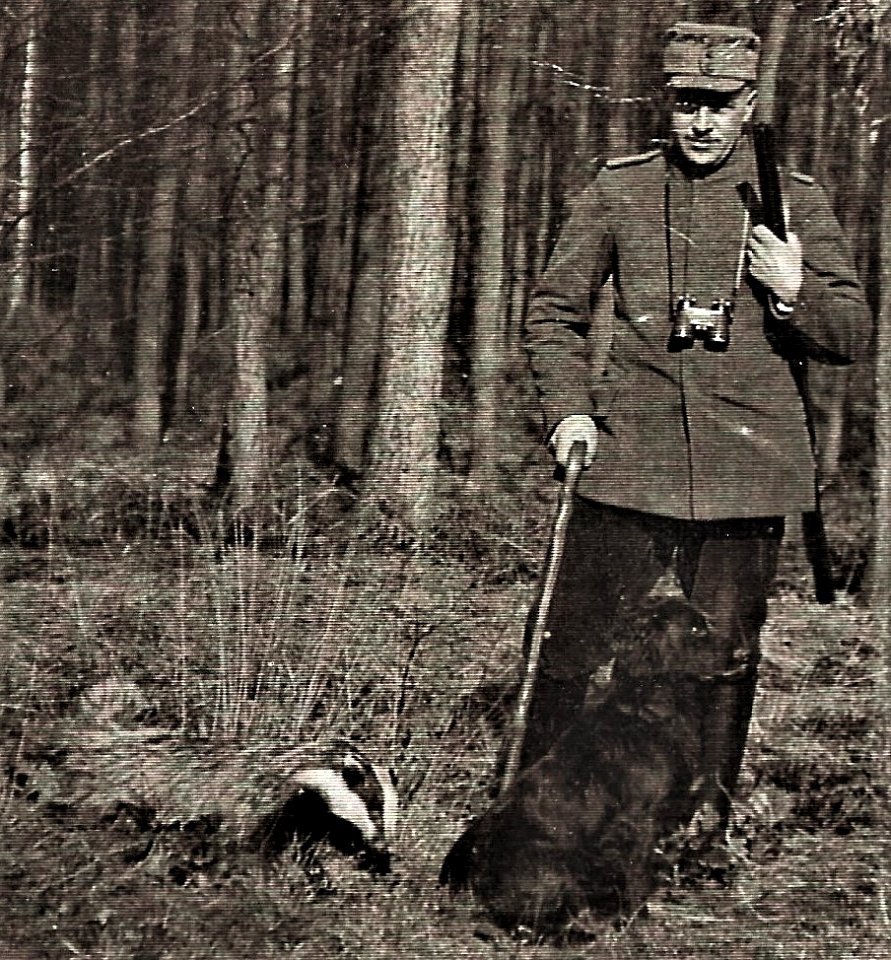 Dachs auf der Pirsch.Sorau 1930