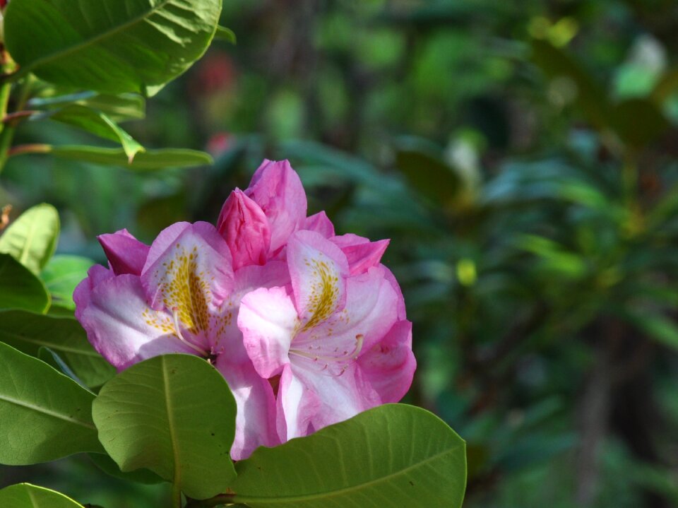 Flowers summer colors photo