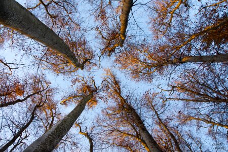 Wood nature landscape photo