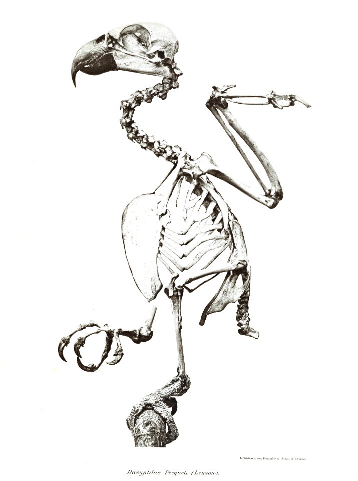 Dasyptilus pecqueti 1