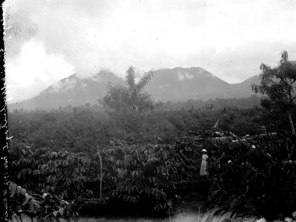 Datum, Nov. 1917. Ort, Modajag, N.- Celebes. Gång i kaffeplantagen. Höga berg i bakgrunden. Modajag - SMVK - 022120