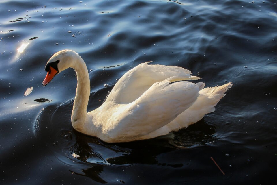 Lake water bird nature