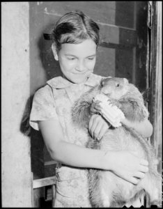 Daughter of miner with pet ground hog. Dixie Darby Fuel Company, Marne Mine, Lejunior, Harlan County, Kentucky. - NARA - 541297