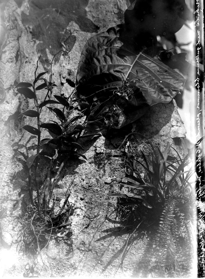 Datum, 14 oktober 1917. Ort, Modajag, n.- Celebes. En orkidé med guldbrun blomma. (Finns pressad) - SMVK - 022129