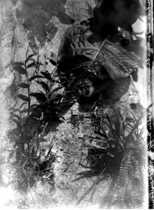 Datum, 14 oktober 1917. Ort, Modajag, n.- Celebes. En orkidé med guldbrun blomma. (Finns pressad) - SMVK - 022129