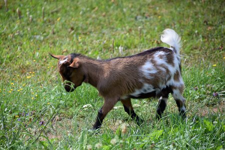 Summer domestic animals