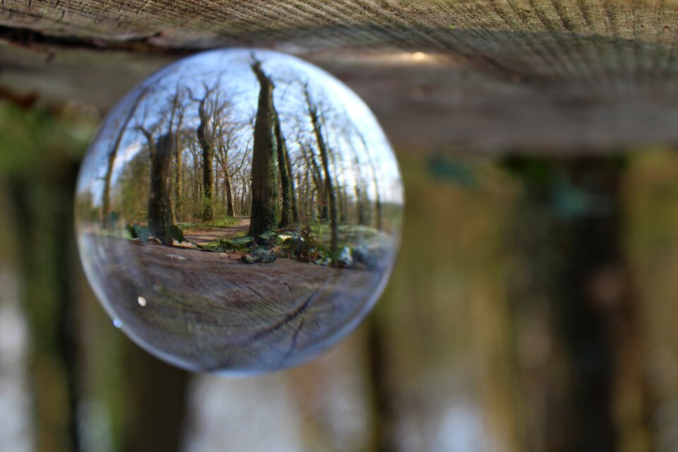 Glass ball ivy reflection