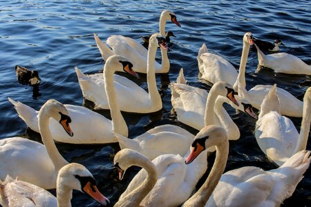 Nature swim water bird photo