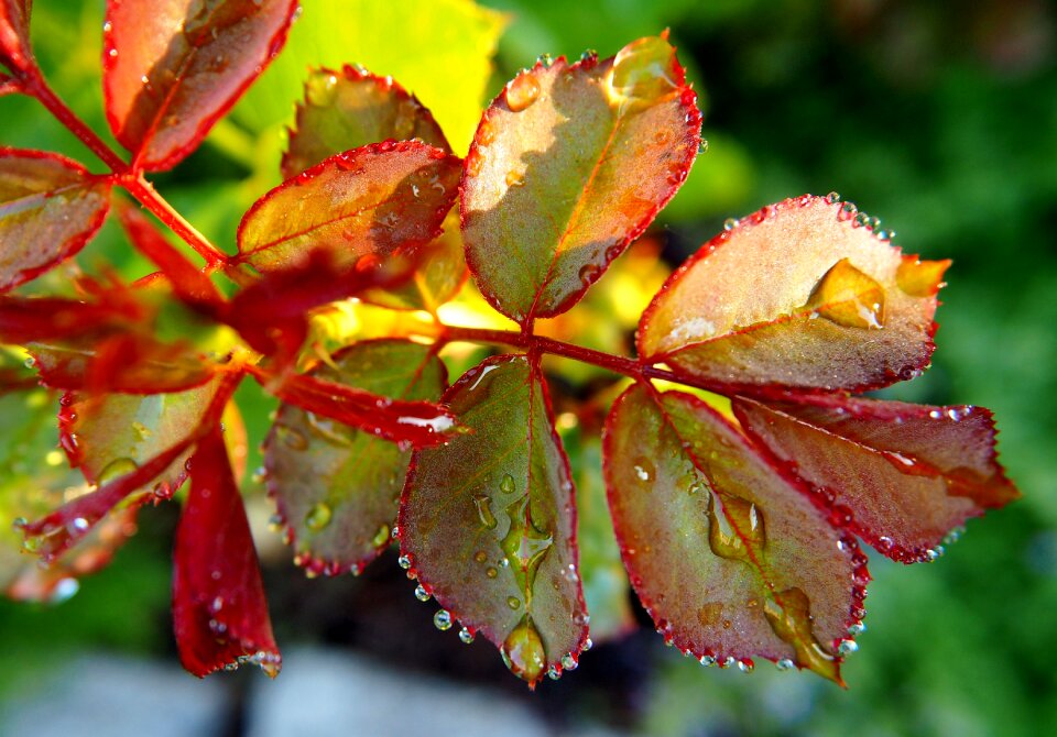 Drop of water drip wet