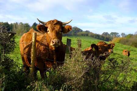 Flock fence pasture fence