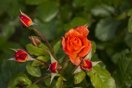 Bloom nature rose blooms