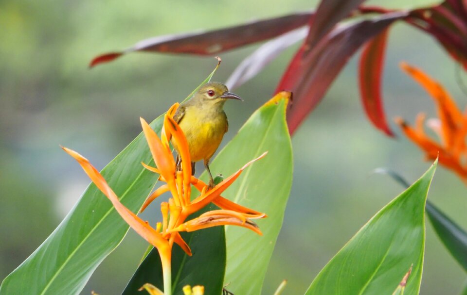 Leaf flower outdoors