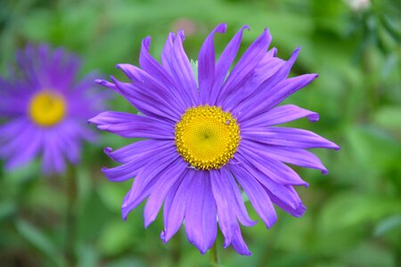 Garden massif violet