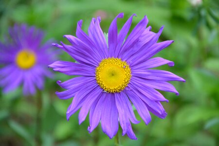 Garden massif violet photo