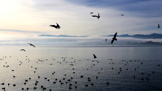 Monolithic part of the waters sky seagull