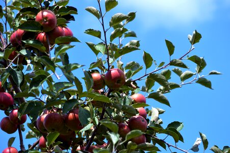 Apple autumn wood