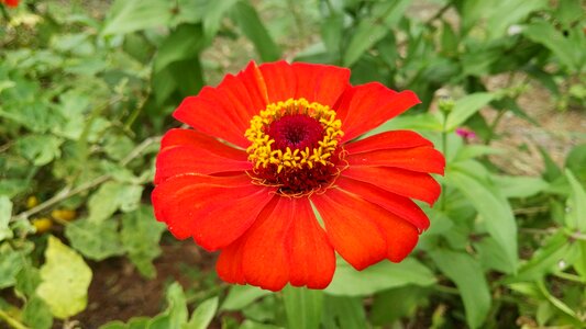 Orange flower zinnia thailand