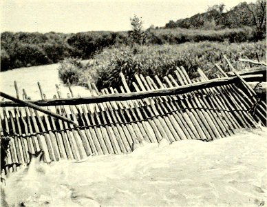DEMIDOV(1904) p272 SALMON CAUGHT IN TRAP AT KLUCHI (14595813020)