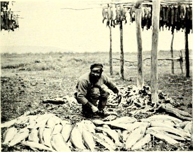 DEMIDOV(1904) p184 A NATIVE FISHERMAN CLEANING SALMONS (14779343491) photo