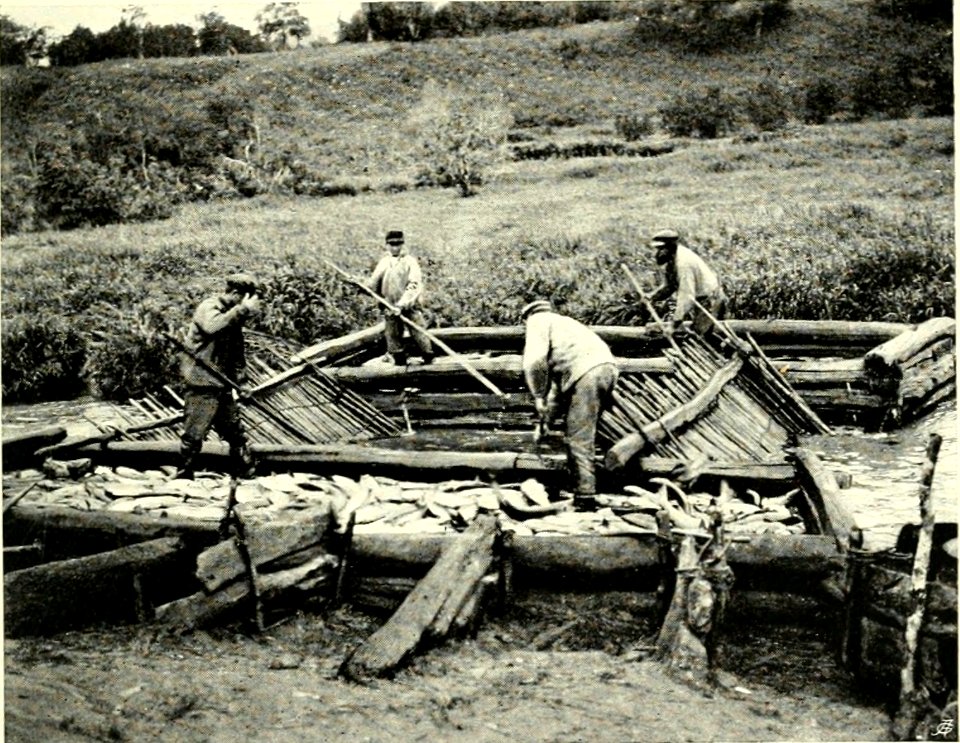 DEMIDOV(1904) p294 REMOVING FISH FROM TRAP AT KLUCHI (14595814830)