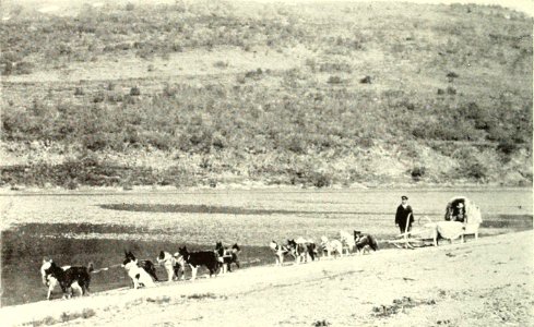 DEMIDOV(1904) p153 THE ISPRAVNIK'S TEAM OF SLEDGE-DOGS (14595839618)