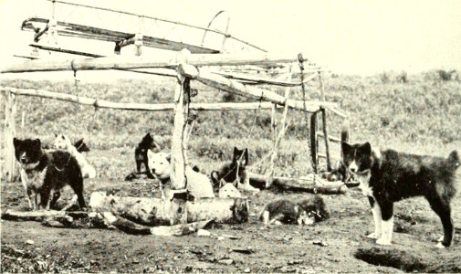 DEMIDOV(1904) p165 SLEDGE-DOGS AT REST (14595842008)